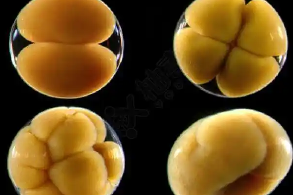 胚胎质量低≠无法代孕